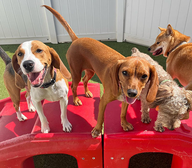 Camp Bow Wow Franchise Opportunity