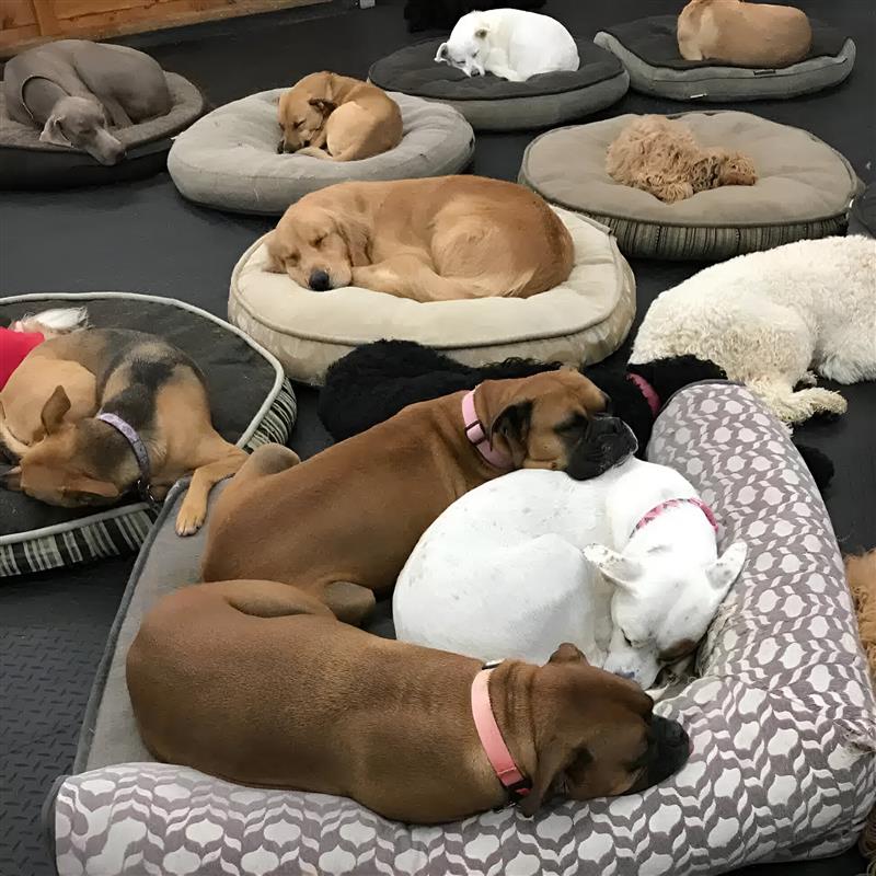 Camp Run-A-Mutt Franchise Opportunity